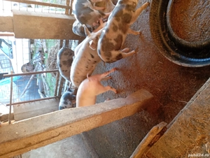 Vând purcei grăsuni de 3 luni - imagine 3