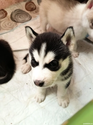 Vând cățeluși de rasă Husky Siberian - imagine 2