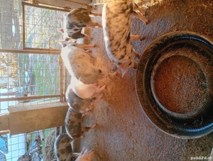 Vând purcei grăsuni de 3 luni - imagine 2