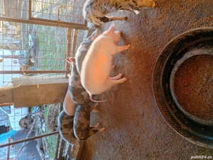 Vând purcei grăsuni de 3 luni - imagine 4