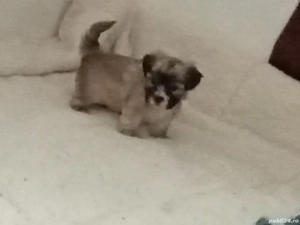 Bishon Maltez  - imagine 3