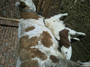 Vacă fătată cu vițel mascul de o săptămână  - imagine 2