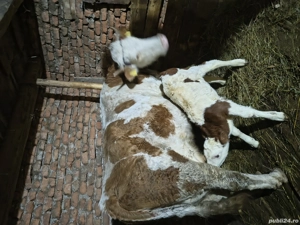 Vacă fătată cu vițel mascul de o săptămână  - imagine 4