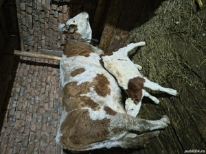 Vacă fătată cu vițel mascul de o săptămână  - imagine 3