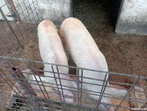 vând grăsuni și purcei  - imagine 2