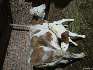 Vacă fătată cu vițel mascul de o săptămână  - imagine 5