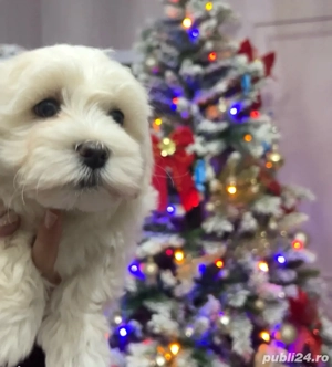 Femela bichon 2 luni 