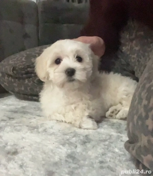 Femela bichon 2 luni  - imagine 2