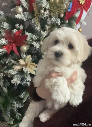 Femela bichon 2 luni  - imagine 3