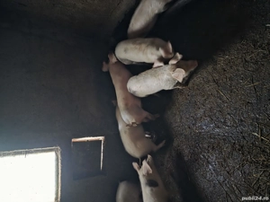 Vand purceii - imagine 2