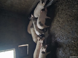 Vand purceii - imagine 3