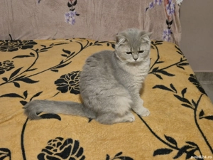 British Long si British Short Hair - imagine 4