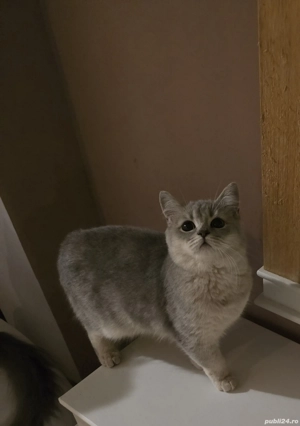 British Long si British Short Hair - imagine 2