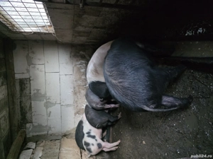 Vand grăsuni - imagine 4