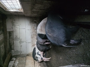 Vand grăsuni - imagine 5