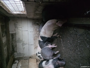 Vand grăsuni - imagine 2