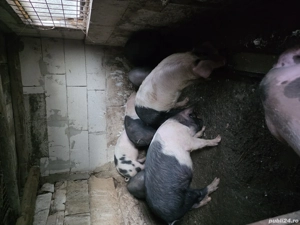 Vand grăsuni - imagine 3