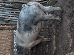 Vand porc gras - imagine 4