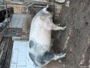 Vand porc gras - imagine 2