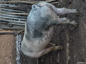 Vand porc gras - imagine 3