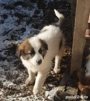 Donez 5 catei si 2 cateluse de rasa metis ciobanesc, in varsta de 3 luni, deparazitati intern și ext - imagine 3