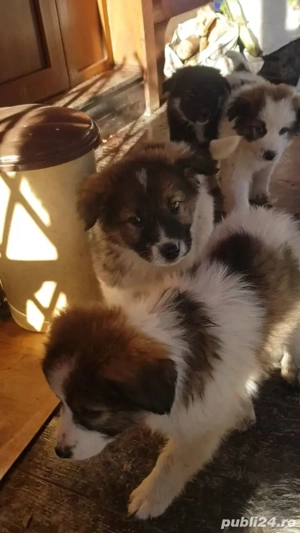 Donez 5 catei si 2 cateluse de rasa metis ciobanesc, in varsta de 3 luni, deparazitati intern și ext - imagine 2