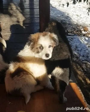 Donez 5 catei si 2 cateluse de rasa metis ciobanesc, in varsta de 3 luni, deparazitati intern și ext - imagine 5