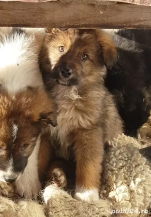 Donez 5 catei si 2 cateluse de rasa metis ciobanesc, in varsta de 3 luni, deparazitati intern și ext - imagine 4