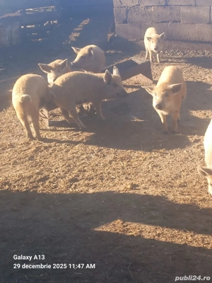 Purcei de vânzare  - imagine 2