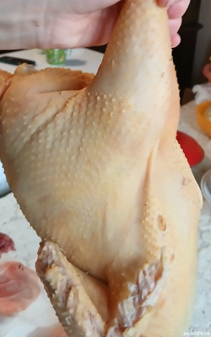 Vând pui de casă  - imagine 3