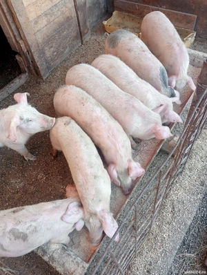 vând grăsuni și purcei  - imagine 4