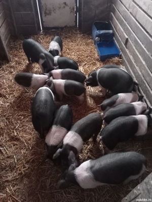 Vând purcei bazna - imagine 2