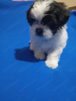catelusi shih tzu