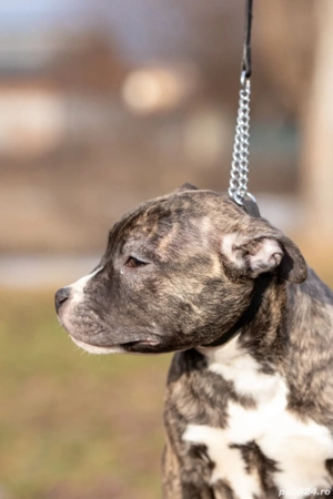 Amstaff cu pedigree din parinti campioni - imagine 2