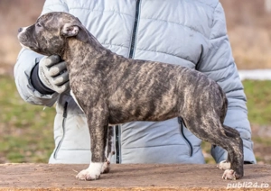 Amstaff cu pedigree din parinti campioni
