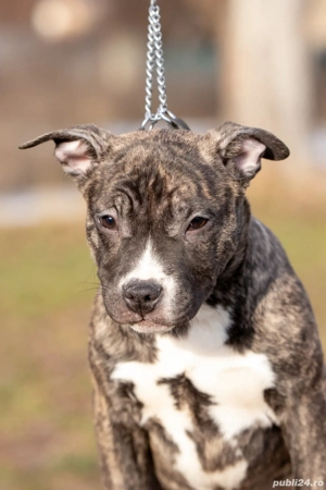 Amstaff cu pedigree din parinti campioni - imagine 3