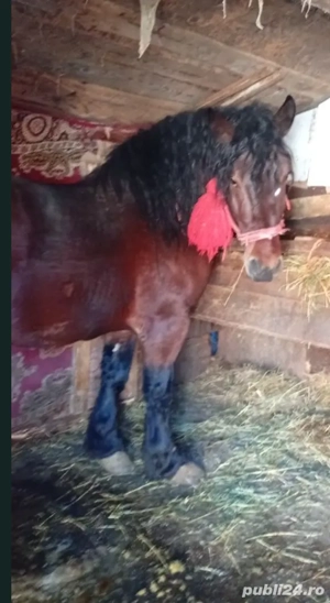 vand manz  - imagine 2