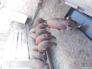 de vanzare grasuni rasa duroc pur - imagine 2