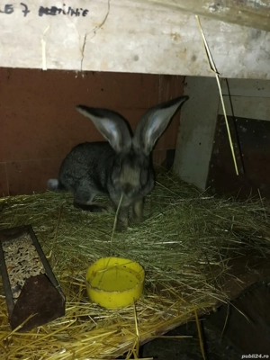 Femelă uriaș german de vânzare sau schimb cu mascul  - imagine 3