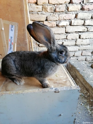 Femelă uriaș german de vânzare sau schimb cu mascul  - imagine 2