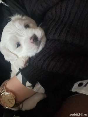Bichon maltez 6 saptamani  - imagine 2
