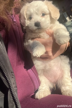 Bichon maltez 6 saptamani  - imagine 3