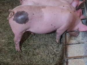 Purcei de vanzare  - imagine 2