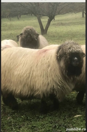 Vând 10 oi  10 noatine 4 berbecuți  - imagine 2