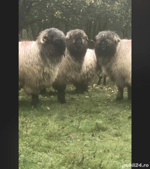 Vând 10 oi  10 noatine 4 berbecuți 
