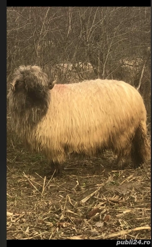 Vând 10 oi  10 noatine 4 berbecuți  - imagine 5