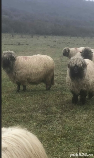 Vând 10 oi  10 noatine 4 berbecuți  - imagine 3