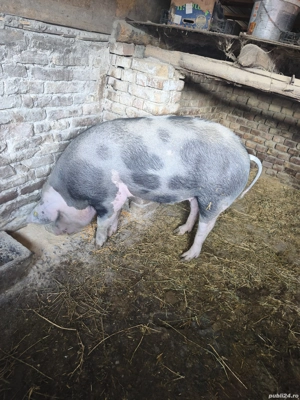 Porc de sacrificat , aproximativ 130 kg