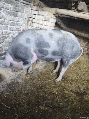 Porc de sacrificat , aproximativ 130 kg - imagine 2