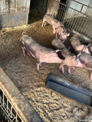 purcei.      - imagine 3